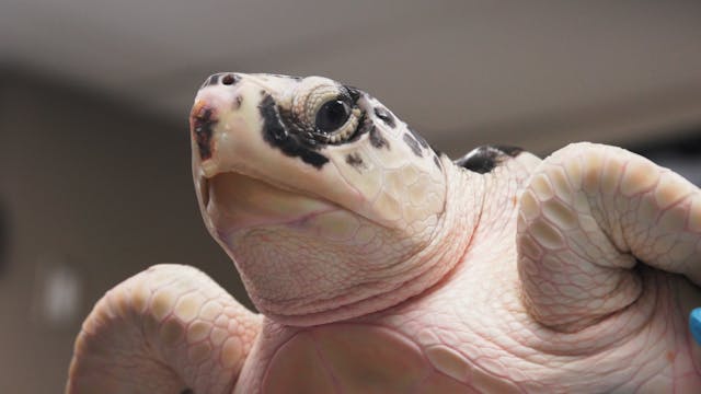 New England Aquarium Animal Care Center Rehabilitation - Sea Turtle 641